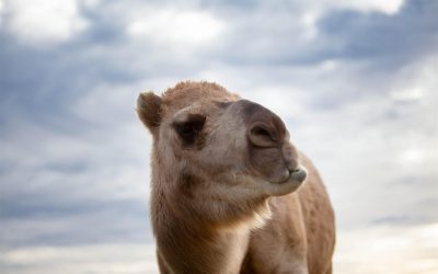 Camel’s Milk???—A low allergenic alternative to cow’s milk